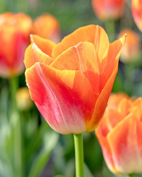Tulipán triumph Sunrise Dynasty